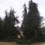 Eglė paprastoji (Picea abies) 'Pendula Major'
